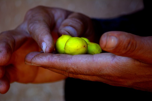 argan semena